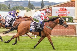 Honor That Takes the Honors at Wingatui. Photo credit: Wayne Huddleston - Wild Range Photography.